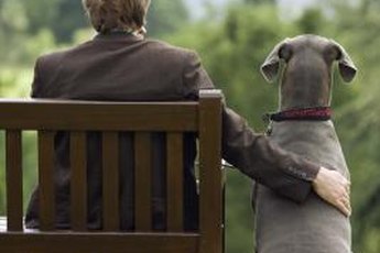 Find the perfect canine companion for your personality.