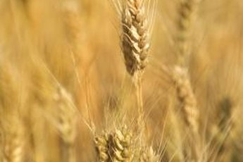 Gluten-free food contains no wheat or wheat products.