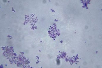 Virologists explore solutions for a range of biomedical problems.
