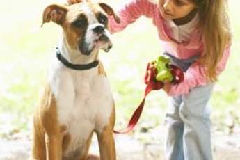 Boxers are gentle toward and protective of children.
