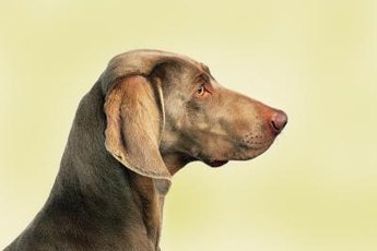 Weimaraners make great family pets, but may attack or kill cats.
