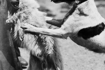 Dogs can learn to like other dogs with confident leadership.