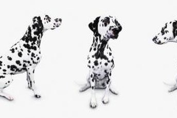 Dalmatians are one of the breeds prone to degenerative myelopathy.
