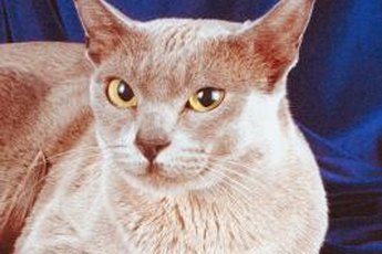 Burmese cats are considered hypoallergenic because they shed very little.