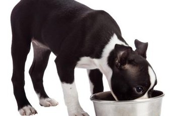 Puppies need puppy food to eat, not rocks.
