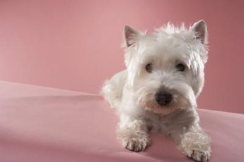 A shorter cut for your Westie means you'll have to do less brushing and bathing.