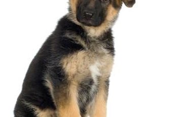 Lamb and rice? If it says "puppy food," I'll eat it!