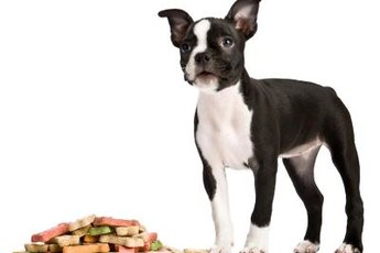 The Boston terrier's curly tail sometimes seems like a little bump on his rear.
