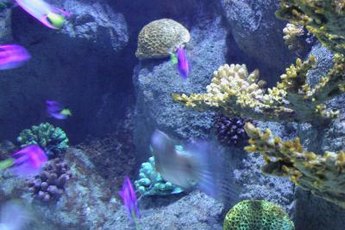 Reef aquariums need special attention to water chemistry.