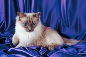 Ragdoll cats are known for their vivid blue peepers.