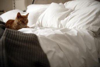 Aging affects us all -- even cats.