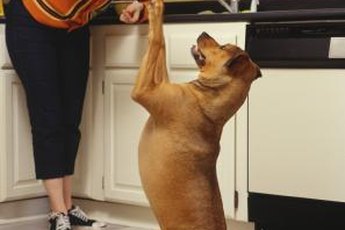 Gimme the meat! Gimme the meat! Do I smell bacon?