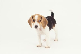 An adolescent beagle is soon ready for adult food.