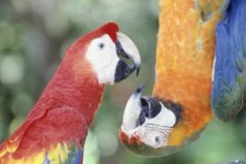 Among hundreds of parrot species, only some sleep upside down.