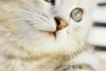 A belly display is often a very trusting feline act.