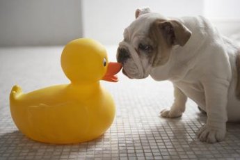 Yes, that ducklike honking sound actually came from your dog.