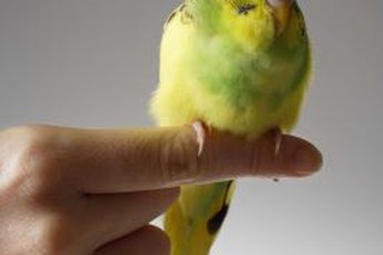 Parakeets go through normal molting seasons every year.