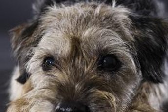 The adorable border terrier's coat doesn't shed out without assistance.