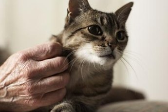 That petting and scratching feels good.