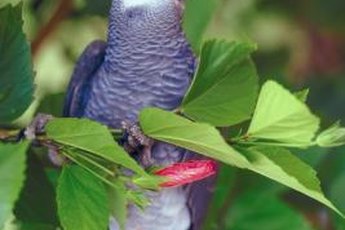Unlike wild greys, domestic African parrots don't tolerate drafts well.