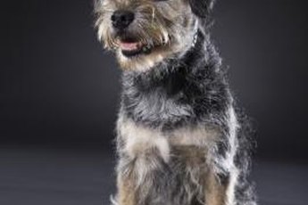 Border terriers look great after they're hand stripped.