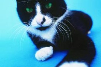 Your cat's meowing habits may change with age.