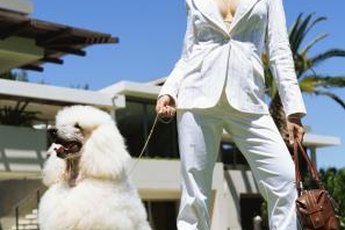Expect some anxious behavior from your poodle.