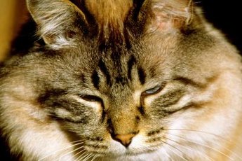 High blood glucose levels can pose a problem for your kitty