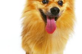 "No, I'm not barking because of a neurological disorder. It's just fun."