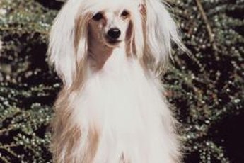 Chinese crested dogs come in hairless and powder puff varieties.