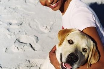 Labradors are consistently America's favorite breed.