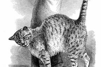 Rubbing behavior is not uncommon in the feline world.