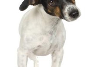 Fox terriers do best in homes without cats.