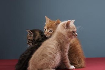 It's not unusual for kittens to share the same mother but not the same father.