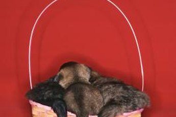 Puppy tails: Not always on the move.