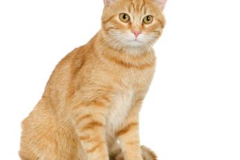Getting Kitty fixed will mean he's less likely to run away.