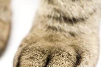 You can get to the fifth little piggy on your cat's front paws, but usually not on the back ones.