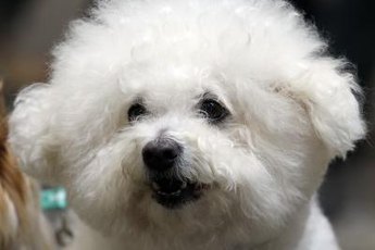 Without regular brushing, a bichon's dense hair will tangle.