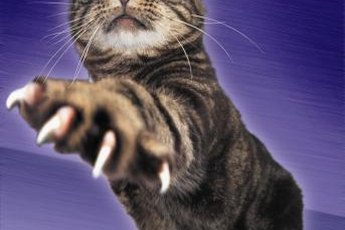 Your cat's claws grow back after trimming.