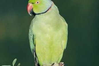 Ringneck parrots come in African and Indian varieties.