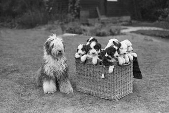 Puppy mothers can remember their offspring.