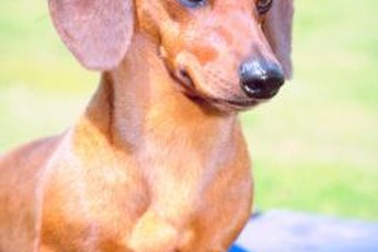 Too little thyroid hormone makes Doxie a dull boy.