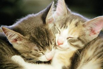 Chlamydial infections often affect young cats living in multi-cat households.