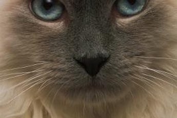 If Fluffy has noninfectious conjunctivitis, a bacitracin ointment likely won't help her.