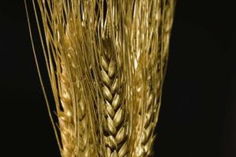 Gluten intolerance is not always inherited, but celiac disease is.