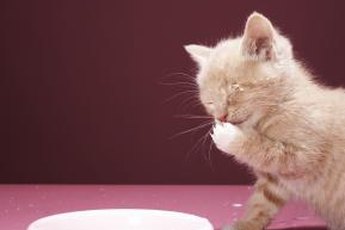 Reward your furry feline with these homemade catnip treats.
