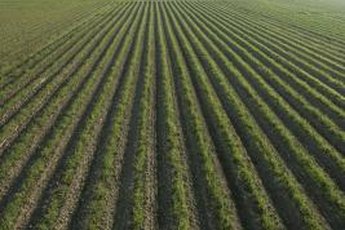 Landowners can use online directories or agricultural real estate services to rent out farmland.
