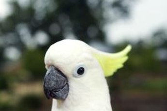 Cockatoos are escape artists, so be sure the cage is secure.