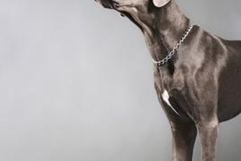 Weimaraners are one of many breeds that commonly deal with separation anxiety.
