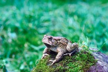 Most native U.S. toads are beneficial in the landscape. Cats quickly learn to leave them alone.